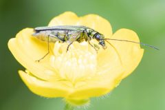 Swollen-thighed Beetle - Oedemera nobilis (f), Potteric Carr (7/6/26).