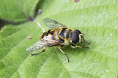 Batman Hoverfly - Myathropa florea, Potteric Carr (7/6/26).