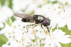 Hoverfly - Cheilosia scutellata, Potteric Carr (7/6/26). 