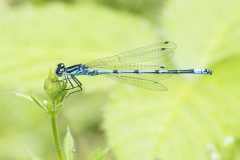 Common Blue Damselfly - Enallagma cyathigerum, Potteric Carr (7/6/26).