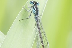 Ischnura elegans - Blue-tailed Damselfly, Potteric Carr (7/6/26).