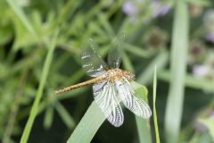 Rudy Darter - Sympetrum sanguineum, Potteric Carr (7/6/26). 