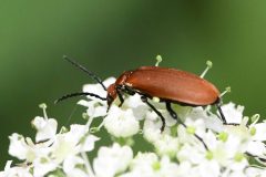 Red-headed Cardinal Beetle - Pyrochroa serraticornis, Potteric Carr. 