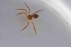 Philodromus sp., Potteric Carr.