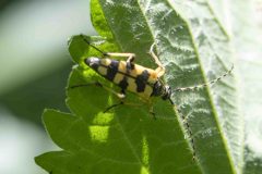 Longhorn Beetle - Rutpela maculata, Sandall Beat Wood June 22