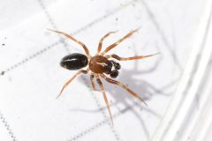Phrurolithus sp., Sherwood Forest.