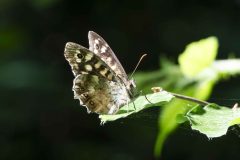 Speckled Wood (Pararge aegeria), Swinston Hill Wood, Dinnington June 22