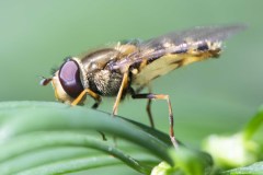 Syrphus-vitripennis-7-of-8