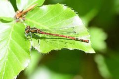 Large Red Damselfly - Pyrrhosoma nymphula, Swinston Hill Wood, Dinnington, May 6th 2026. 
