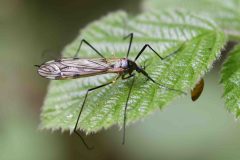 Limonia sp., Swinston Hill Wood, Dinnington, May 6th 2026. 