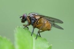Phaonia subventa, Swinston Hill Wood, Dinnington, May 6th 2026. 