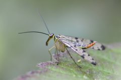 Scorpion Fly (Panorpa sp.), Swinston Hill Wood, Dinnington, May 6th 2026. 