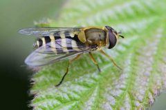 Syrphus ribesii (female), Swinston Hill Wood, Dinnington, May 6th 2026. 