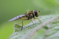 Syrphus ribesii (female), Swinston Hill Wood, Dinnington, May 6th 2026. 
