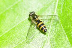 Syrphus sp., Swinston Hill Wood, Dinnington, May 6th 2026. 