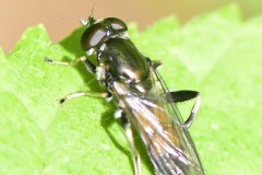 Xylota segnis, Swinston Hill Wood, Dinnington, May 6th 2026. 