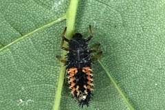 Figure1-IMG_8807