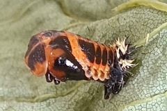 4B.20250526_111024