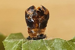 5A.20250601_153934