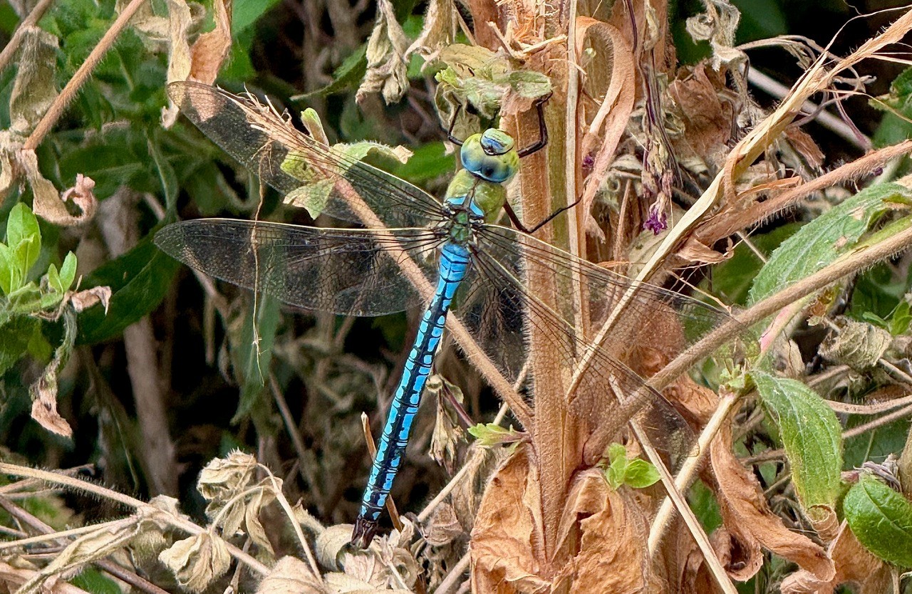 Recently emerged Emperor Dragonfly - Anax imperator