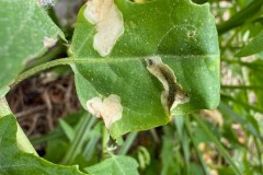 Chrysoesthia sexguttella leaf mines on Orache growing beside the canal towpath