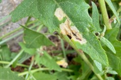 Chrysoesthia sexguttella leaf mines on Orache growing beside the canal towpath © Samantha Batty