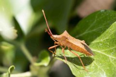 Dock Bug - Coreus marginatus, Chesterfield Canal.