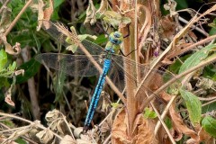 Recently emerged Emperor Dragonfly - Anax imperator