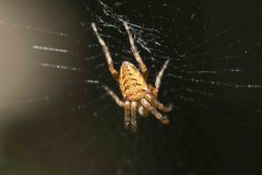 Garden Spider - Araneus diadematus, Chesterfield Canal. 