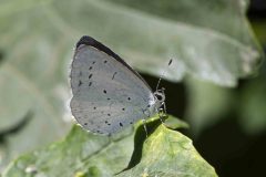 Holly Blue - Celastrina argiolus, Chesterfield Canal.