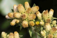 Ploughman's-spikenard - Pentanema squarrosum, Chesterfield Canal.