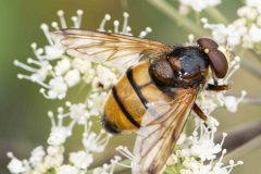 Hoverfly - Volucella zonaria, Chesterfield Canal. © Les Coe