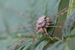 Harvestman - Dicranopalpus ramosus, Sherwood Forest. 