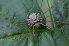 Harvestman - Dicranopalpus ramosus, Sherwood Forest.