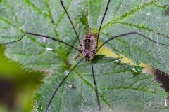 Harvestman (Leiobunum rotundum), Danes Hill NR.