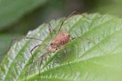 Harvestman - Rilaena triangularis, Sherwood Forest.