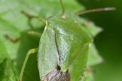 Green Shield Bug - Palomena prasina, Loversall Delf, Potteric Carr.