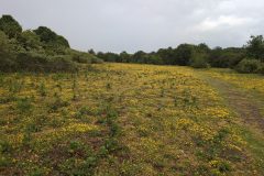Bird's-foot Trefoil and Creeping Cinquefoil, Carolina Heath, Doncaster (3 June 2026)