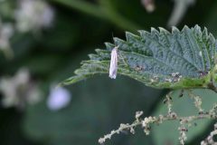 Micro-moth, Carolina Way, Doncaster.