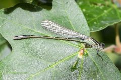 Ischnura elegans - Blue-tailed Damselfly (f), Carolina Way, Doncaster. 