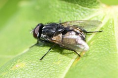 Musca autumnalis (m), Carolina Way, Doncaster.