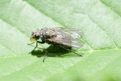 Musca autumnalis (f), Carolina Way, Doncaster.
