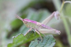 Pseudochorthippus parallelus - Meadow Grasshopper, Carolina Way, Doncaster.