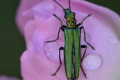 Swollen-thighed Beetle - Oedemera nobilis (f), Carolina Way, Doncaster. 