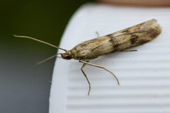 Argyresthia pygmaeella (?), Carolina Way, Doncaster.
