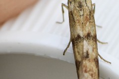 Argyresthia pygmaeella (?), Carolina Way, Doncaster. 