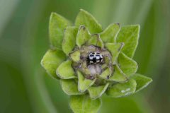 4-spot ladybird - Propylea quatordecimpunctata, Carr Lodge, July 14