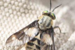 Twin-lobed Deerfly - Chrysops relictus, Carr Lodge, July 14