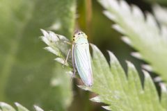 Green Leafhopper - Cicadella viridis, Carr Lodge, July 14