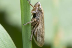 Meadow Froghopper - Philaenus spumarius, Carr Lodge, July 14